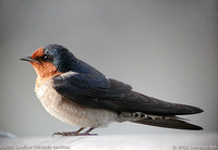 Pacific Swallow - Hirundo tahitica