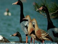 Plumed Whistling-Duck - Dendrocygna eytoni