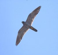 Sooty Falcon - Falco concolor