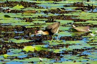 Comb-crested Jacana - Irediparra gallinacea