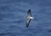 Streaked Shearwater (Calonectris leucomelas) photo