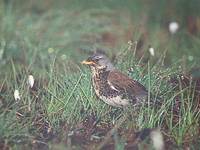 Fieldfare (Turdus pilaris) photo