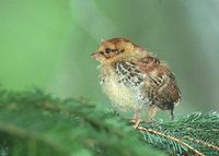 Hazel Grouse (Bonasa bonasia) photo