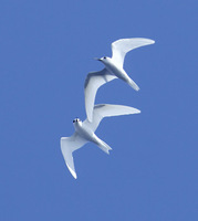 Common White-Tern (Gygis alba) photo
