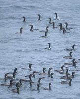 Campbell Shag (Phalacrocorax campbelli) photo