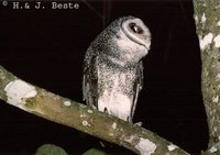 Lesser Sooty-Owl - Tyto multipunctata