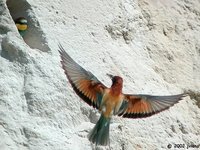 European Bee-eater - Merops apiaster
