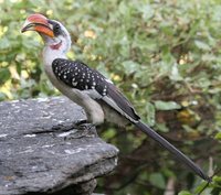 Jackson's Hornbill - Tockus jacksoni