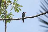 White-fronted Nunbird - Monasa morphoeus