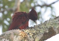 Scaly-breasted Woodpecker - Celeus grammicus