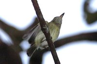 Zimmer's Tody-Tyrant - Hemitriccus minimus