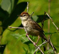 Tawny Grassbird - Megalurus timoriensis