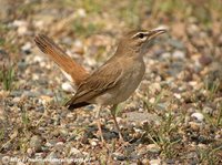 Rufous-tailed Scrub-Robin - Cercotrichas galactotes