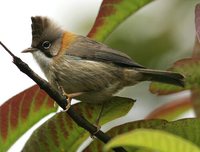 Whiskered Yuhina - Yuhina flavicollis