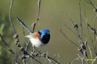 Variegated Fairywren - Malurus lamberti