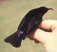 Amethyst Sunbird - Chalcomitra amethystina