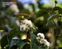 Spectacled Spiderhunter - Arachnothera flavigaster