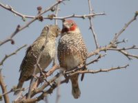 Red-headed Finch - Amadina erythrocephala