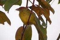 Rufous-browed Peppershrike - Cyclarhis gujanensis