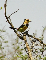 Crested Barbet