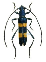 노랑띠하늘소 - Polyzonus fasciatus