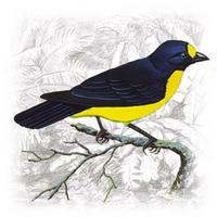 Euphonia pectoralis