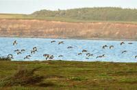 Whimbrel