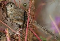 Striated Prinia (Non-Breeding), Khali Estate, Binsar - 03.11.07