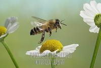 Western honey bee ( Apis mellifera ) stock photo