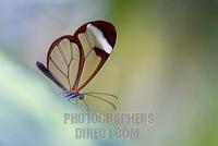 Brush footed butterfly ( Greta oto ) stock photo