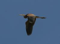 Heron, Purple