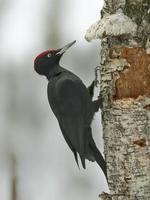 Black Woodpecker