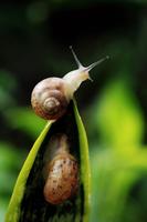정상