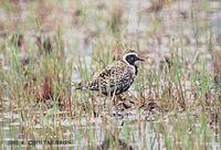 검은가슴물떼새 Pacific Golden Plover Pluvialis fulva