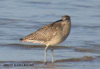 Whimbrel Numenius phaeopus 중부리도요