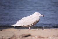 흰갈매기 (Glaucous Gull) Larus hyperboreus