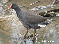 Dusky Moorhen