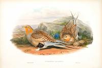 Richter after Gould Pallas's Sand-Grouse (Syrrhaptes paradoxus)