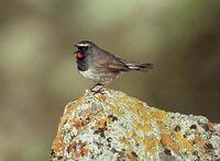 Himalayan Rubythroat