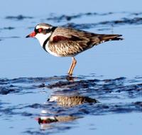 Black-fronted Dotterel