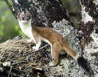 Großes Wiesel, Hermelin oder Kurzschwanzwiesel [Mustela erminea]