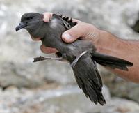 Bulwer's Petrel, Bulweria bulwerii