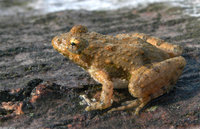 : Acris crepitans crepitans; Northern Cricket Frog