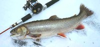 Splake (Char Hybrid) Salv. fontinalis namaycush