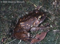 : Boophis goudotii