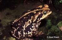 : Bufo ictericus