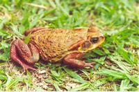 : Bufo rubescens