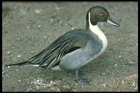 : Anas acuta; Common Pintail