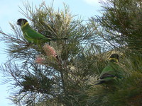 : Barnardius zonarius; Port Lincoln Ringneck Parrot