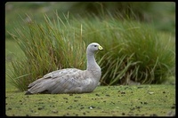 : Cereopsis novaehollandiae; Cape Barren Goose